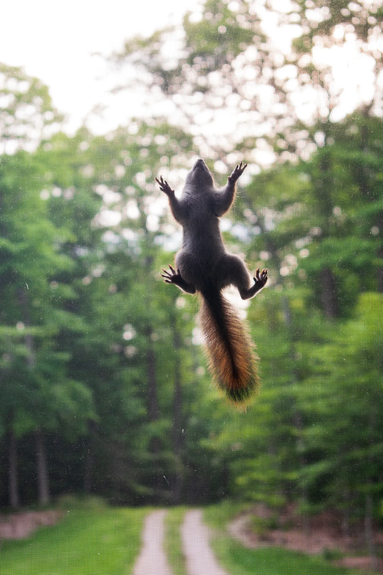 Squirrel, screen door, North Woods. 2017.